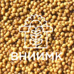 Семена сурепицы ВНИИМК сорт МЕДОВАЯ