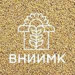 Семена горчицы яровой ВНИИМК сорт Руслана