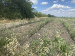 Продажа саженцев плодово-ягодных культур