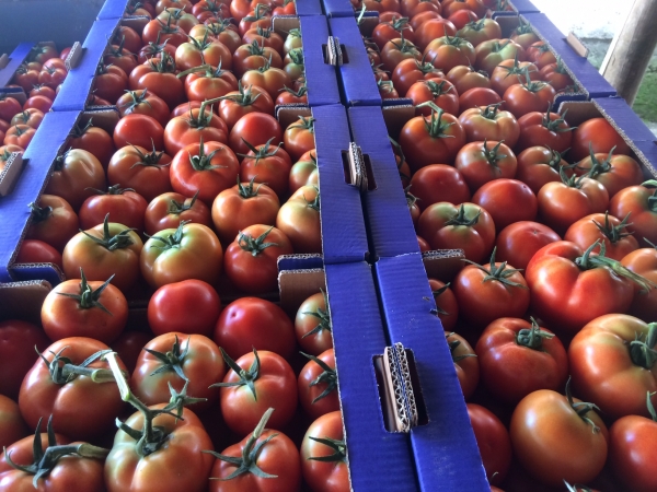 Купить Оптом Помидоры Тепличные Ростовская Область