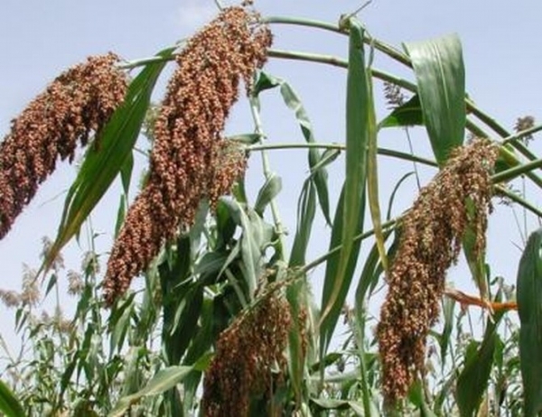 Хлебное сорго злак