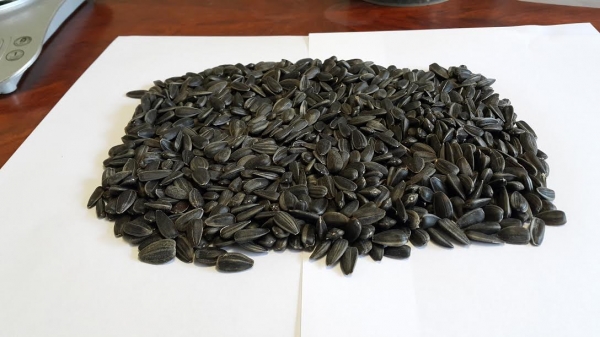 Купить Семена Подсолнуха В Ростове