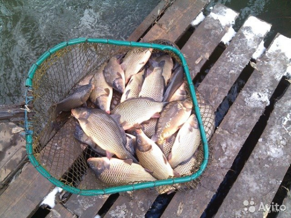 Купить Живого Карпа Воронеж