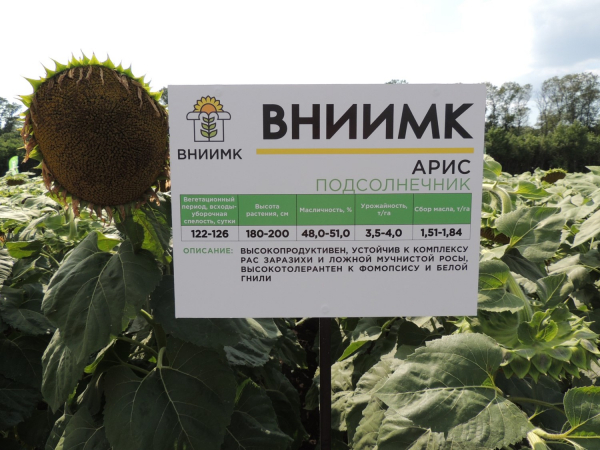 Подсолнух с белыми семенами. Подсолнечник семена гибрид вниимк. Гибриды подсолнечника от вниимк. Подсолнух сорт бузулук. Цветы кубани краснодарский край.