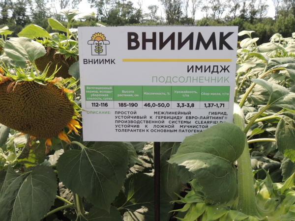 Подсолнечник вниимк. Сорта семян подсолнечника. Масло донской подсолнух. Подсолнечник семена гибрид вниимк. Подсолнечник вниимк 100.