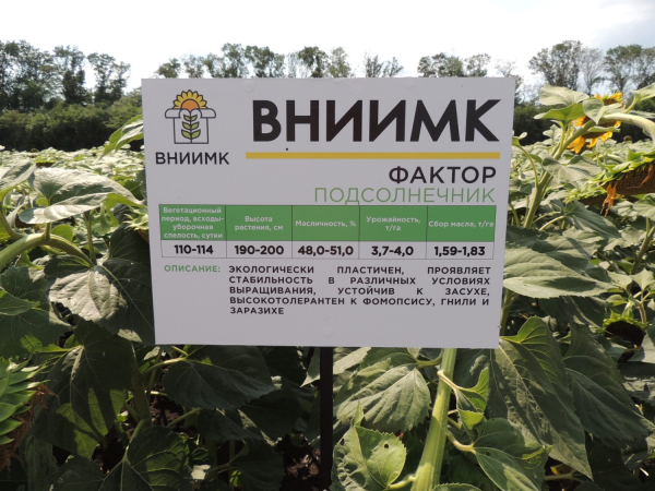 Семена Подсолнечника Купить Для Посадки Сорт Грандис