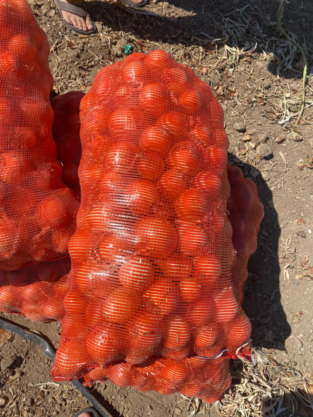 Продам репчатый лук собственного производства : Вся Россия ...