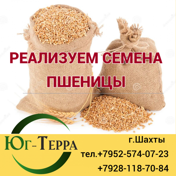 Семена Пшеницы Купить В Омске
