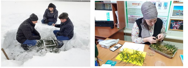 арский район озимые