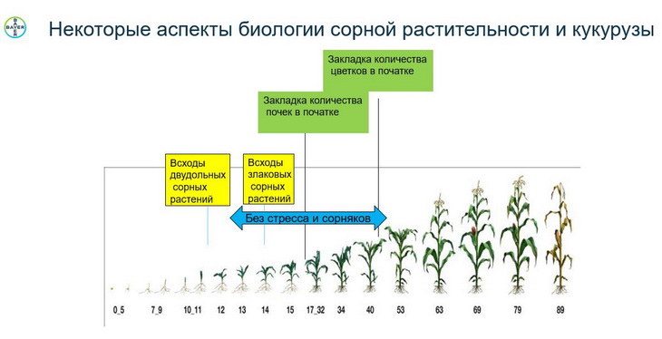 сорняки и кукуруза