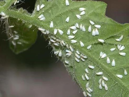 mosca blanca en tomate