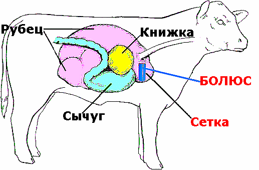 болюс в пищеварительной системе коровы