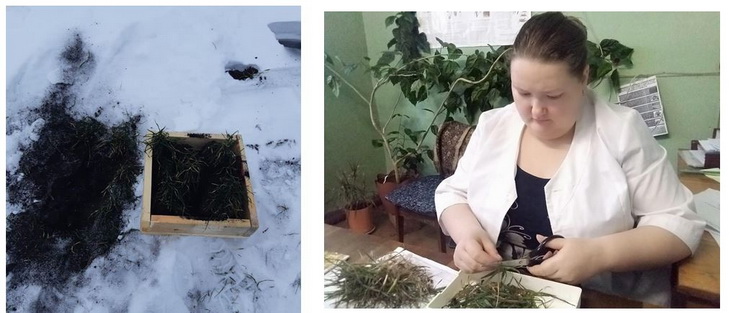 бугульминский район озимые