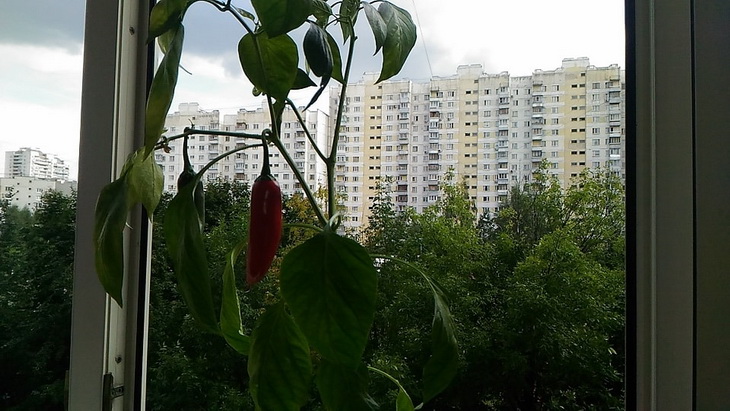 бэби перцы