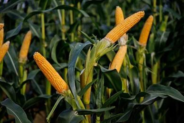 Изображение выглядит как кукуруза, еда, на открытом воздухе, растение
            Содержимое, созданное искусственным интеллектом, может быть неверным.