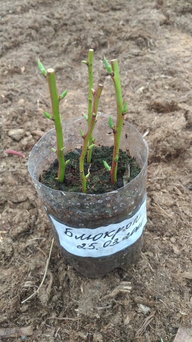 Купить Зимостойкий Саженец Черенки Цена