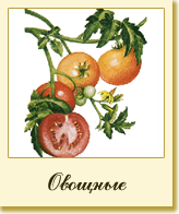 Овощные