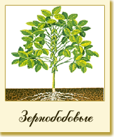 Зернобобовые