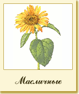 Масличные