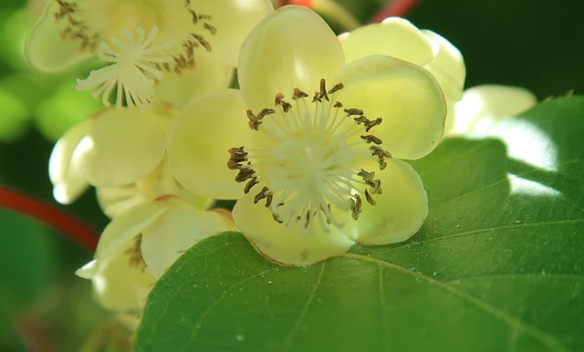 flores de actinidia