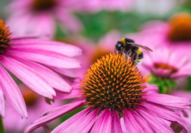 flores para abejas