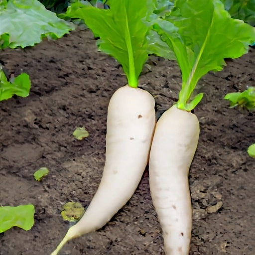 beneficios de daikon en el jardín