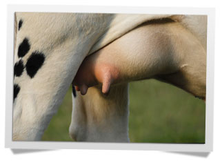доильные аппараты Dairymaster 