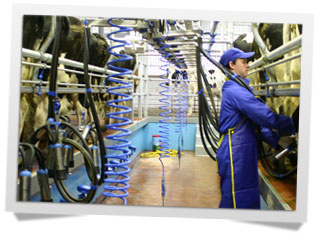 доильный аппарат Dairymaster 