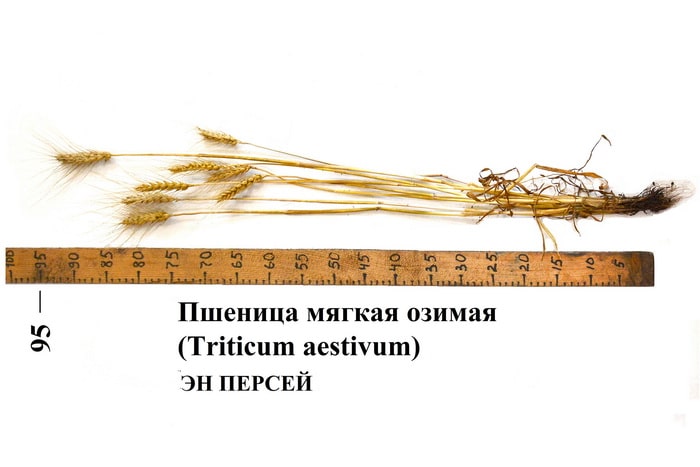 Сорт пшеницы ЭН ПРЕСЕЙ - фото растения