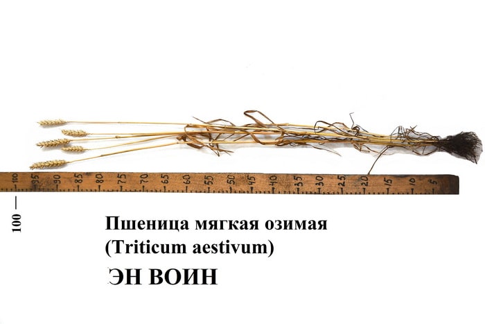 Сорт пшеницы ЭН ВОИН - фото растения