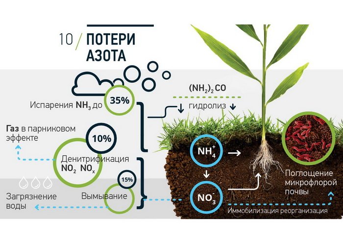 Какого растения получают инновационный ингредиент филобиома актив