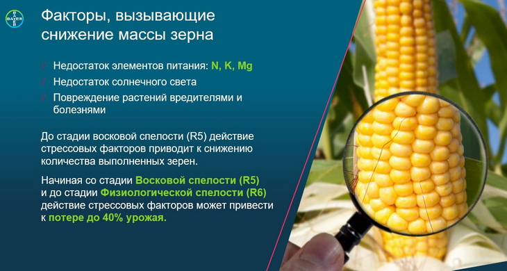 факторы снижающие массу зерна