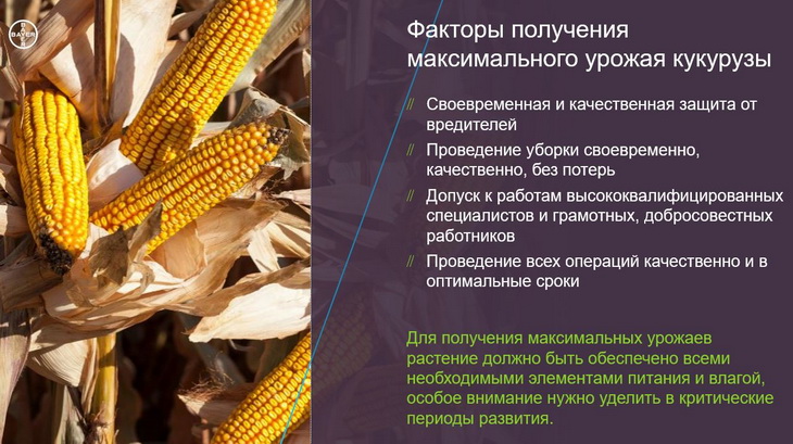 факторы урожая кукурузы