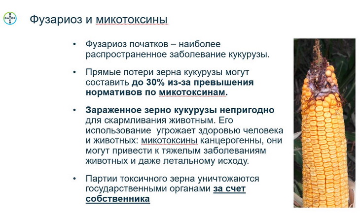 фузариоз и микотоксины
