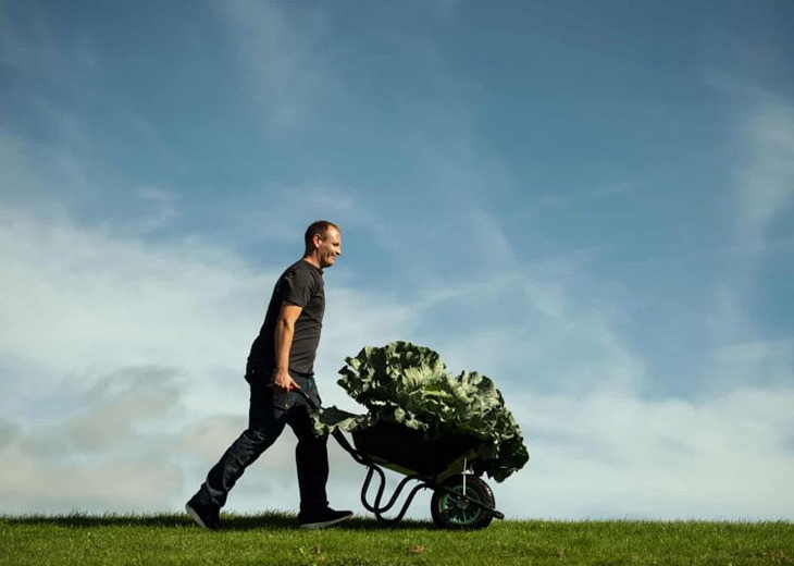 гигантская капуста