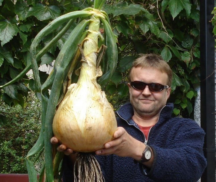гигантский лук