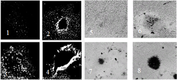 Bacillus subtilis штамм 63-Z - Влияние Bacillus subtilis на возбудителя фитофтороза Bacillus subtilis штамм 63-Z - Влияние Bacillus subtilis на возбудителя фитофтороза