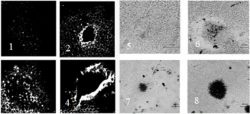 Bacillus subtilis штамм 63-Z - Влияние Bacillus subtilis на возбудителя фитофтороза Bacillus subtilis штамм 63-Z - Влияние Bacillus subtilis на возбудителя фитофтороза