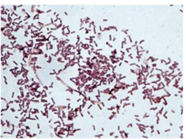 Bacillus subtilis штамм ВКМ-В-2604D - Бактерии Bacillus subtilis