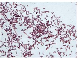 Bacillus subtilis штамм ВКМ-В-2604D - Бактерии Bacillus subtilis