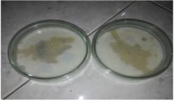 Bacillus subtilis штамм ВКМ-В-2605D - Культура Bacillus subtilis Bacillus subtilis штамм ВКМ-В-2605D - Культура Bacillus subtilis