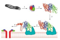 Bacillus thuringiensis var. Thuringiensis штамм В-501 - Механизм действия токсинов