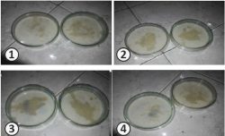 Bacillus subtilis штамм Ч-13 - Культура Bacillus subtilis под УФ-облучением Bacillus subtilis штамм Ч-13 - Культура Bacillus subtilis под УФ-облучением