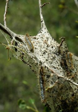 Вирус ядерного полиэдроза хлопковой совки - Симптомы поражения Malacosoma californicum ВЯП ХС Вирус ядерного полиэдроза хлопковой совки - Симптомы поражения Malacosoma californicum ВЯП ХС