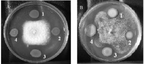 Pseudomonas aureofaciens штамм BS 1393 - Антагонистическая активность Pseudomonas aureofaciens штамм BS 1393 - Антагонистическая активность