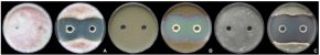 Pseudomonas asplenii штамм 11 RW (ВКПМ В-13395) - Фунгицидная активность штамма P. asplenii 11 RW Pseudomonas asplenii штамм 11 RW (ВКПМ В-13395) - Фунгицидная активность штамма P. asplenii 11 RW