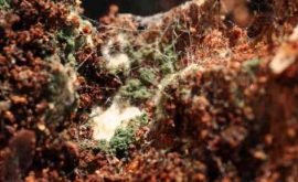 Trichoderma Asperellum М18 штамм ВКПМ F-1395 - Колония грибов рода Trichoderma Trichoderma Asperellum М18 штамм ВКПМ F-1395 - Колония грибов рода Trichoderma