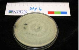 Trichoderma Asperellum М18 штамм ВКПМ F-1395 - Культура грибов рода Trichoderma Trichoderma Asperellum М18 штамм ВКПМ F-1395 - Культура грибов рода Trichoderma
