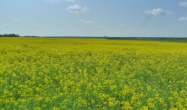 Рапсовое масло - Канола Рапсовое масло - Канола