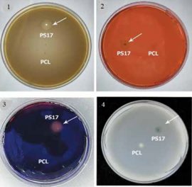 Bacillus mojavensis штамм PS 17 - Активность штамма